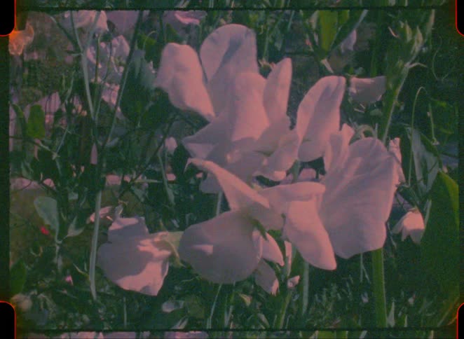 A closeup of pale pink or white flowers blooming in a lush garden the footage has a vintage grainy aesthetic with soft lighting that highlights the delicate petals and green foliage
