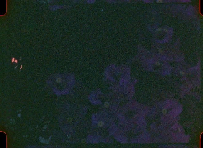 Purple flowers in a lowlight environment