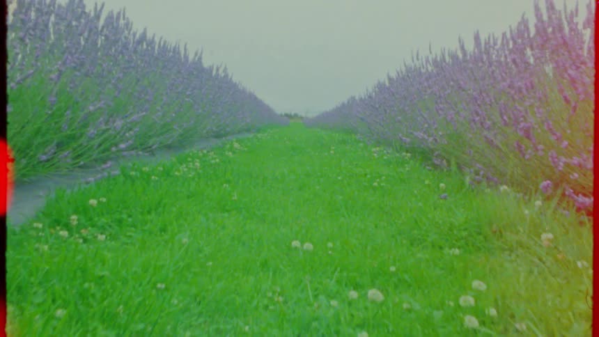 A lowangle shot moving through a green grassy path flanked by long rows of purple lavender plants the footage uses a vintage aesthetic with warm light leaks and film grain that transitions into a clearer view of the field