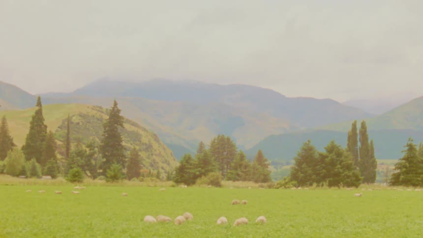Green field with sheep grazing and mountains in the background