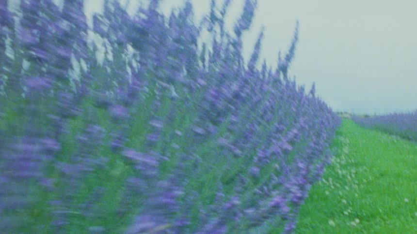 Vibrant purple lavender flowers grow in long rows along a green grassy path under a misty grey sky during the day