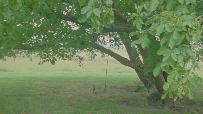A tree with a swing hanging from it