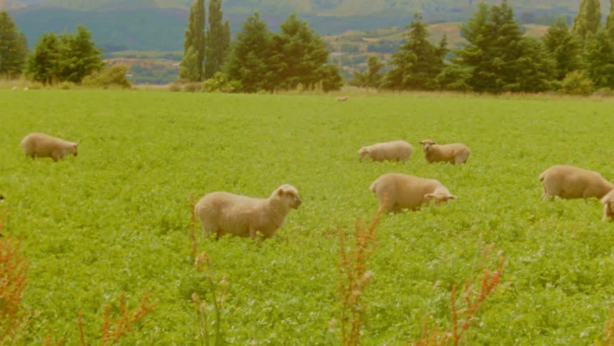 Sheep grazing in green field with trees and hills in background