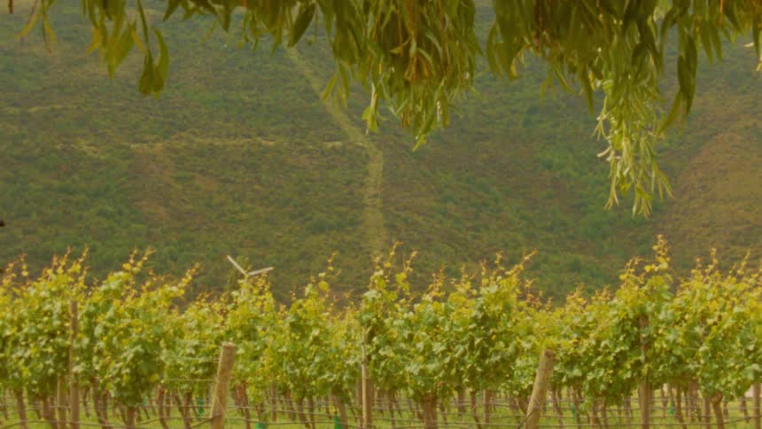 A lush vineyard with rows of green grapevines sits below a steep hill under the shade of hanging willow leaves during a bright day
