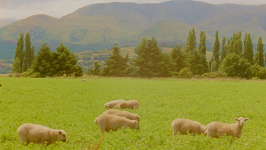 Sheep graze in a green field with mountains in the background