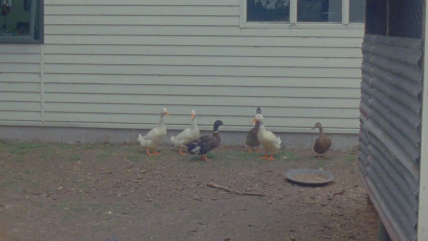 Five ducks walk beside a white house on a summer day
