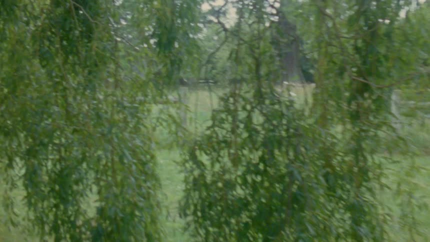 Thin green branches of a weeping willow tree sway gently in the breeze over a grassy field with a wooden fence in the background during the day