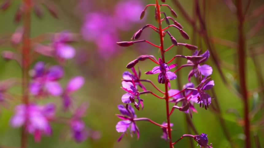 Purple flowers bristle in the breeze