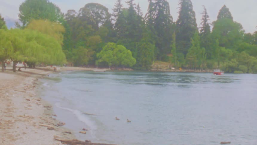 Lakeshore with logs on the sand birds in the water and trees along the shoreline