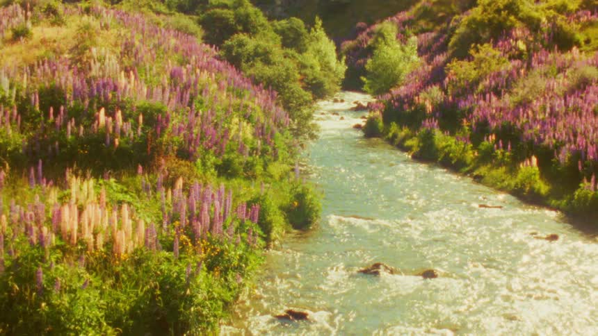 A stream flowing through the wilderness lined on both sides with grasses and plants on a sunny day