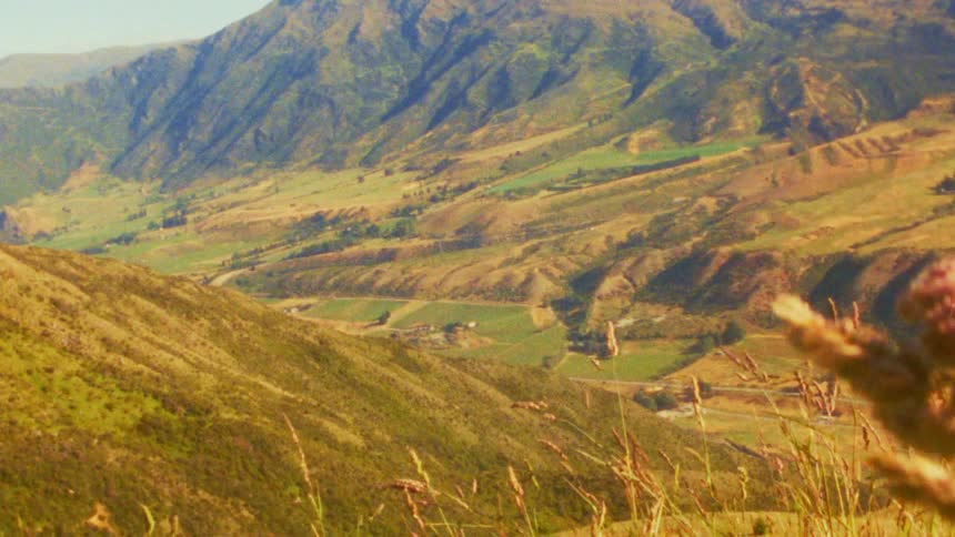A grass plant on a hill with a mountain range in the background at midday
