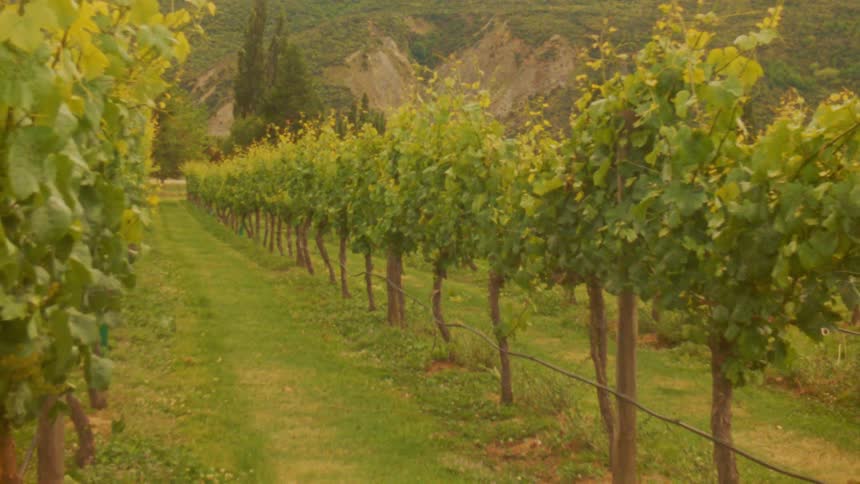 Lush green grape vines grow in long parallel rows supported by wooden posts and wires in a large vineyard while a vibrant bush of red flowers stands at the edge of the field against a backdrop of steep hills and mountains