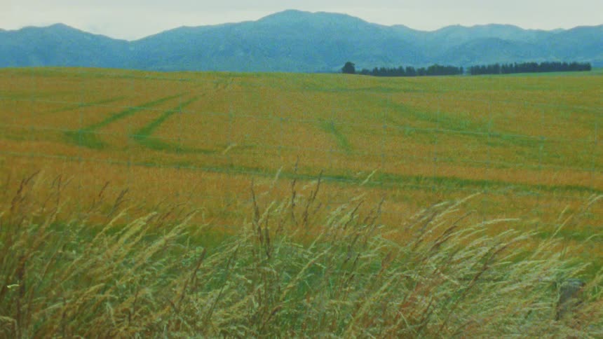 A wide grassy field with green and yellow patches stretches toward a line of dark trees and a range of blue mountains under an overcast sky