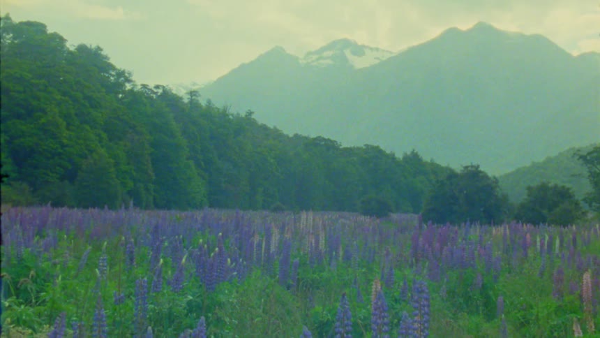 A field of purple lupine sits at the base of a mountain