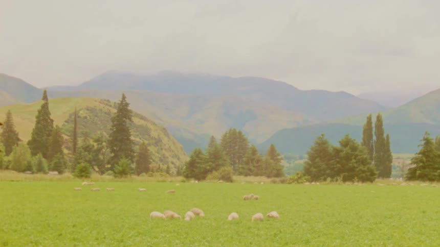 Green field with scattered sheep and mountains in the background