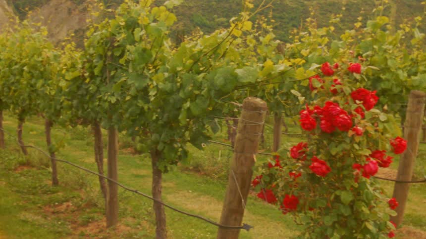 A vineyard with lush green vines and blooming red roses grows on a hillside
