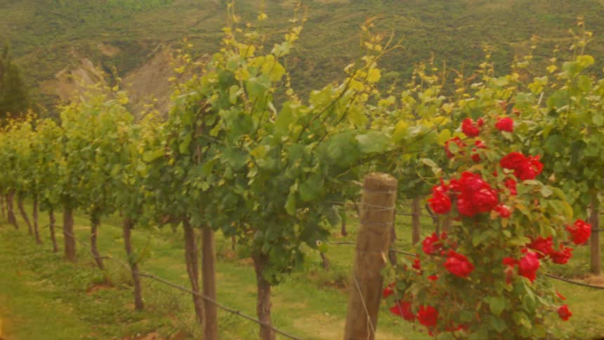 A view of vineyards in a field