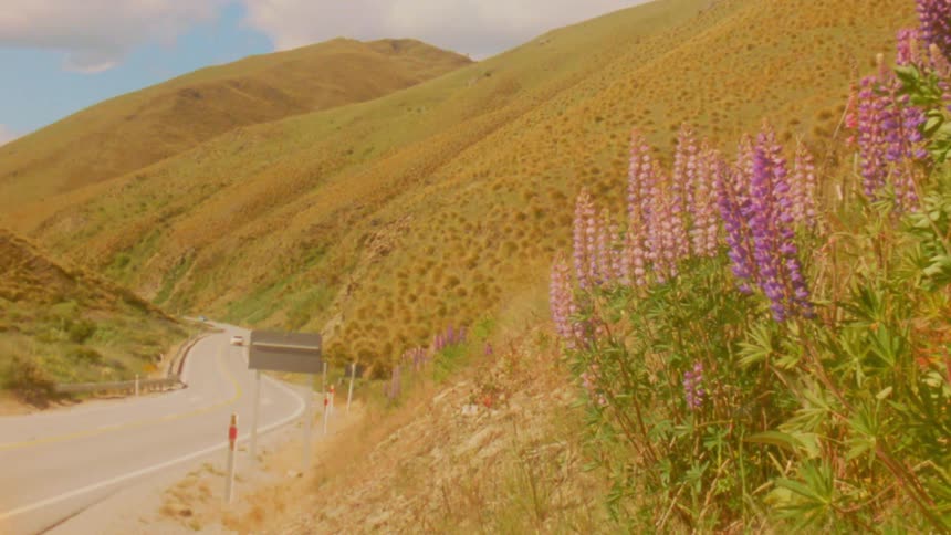 Bright lupine flowers fill the foreground against a clear blue sky then the view drifts to a roadside slope where purple blooms line a winding highway cutting through rolling sunlit hills