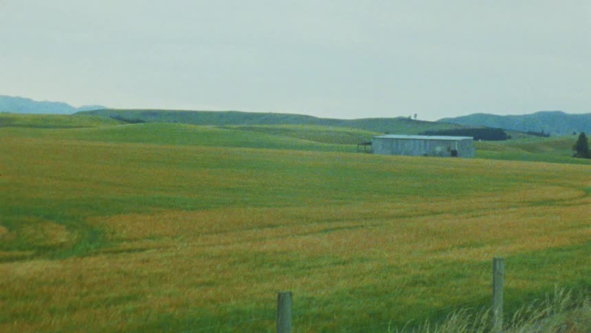 The field on the large farm is green