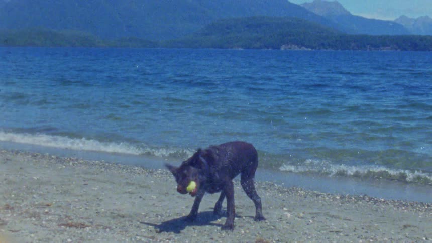 The black dog comes out of the water with a ball in its mouth