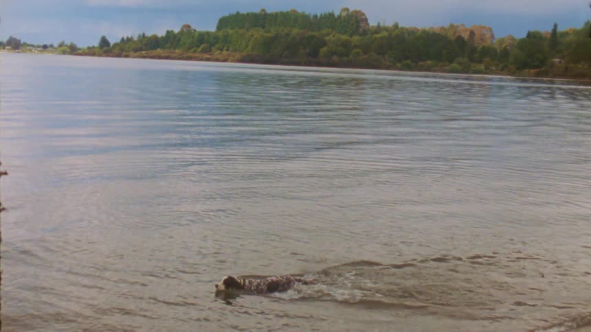 Dog swims in a lake near a treelined shore