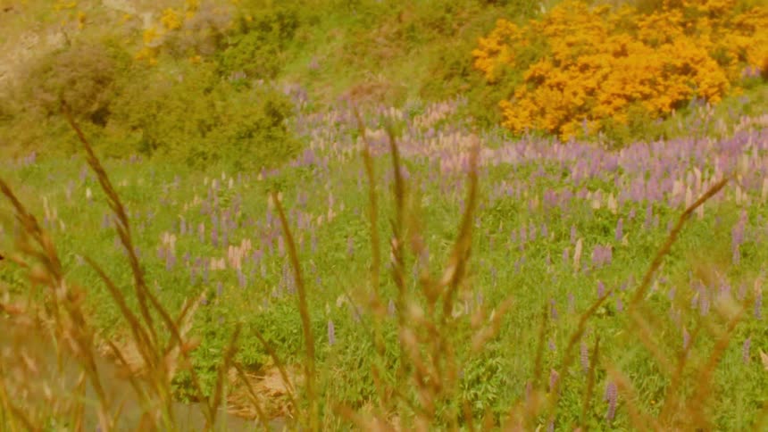 Hills covered with yellow flowers under a blue sky with a visible dirt trail