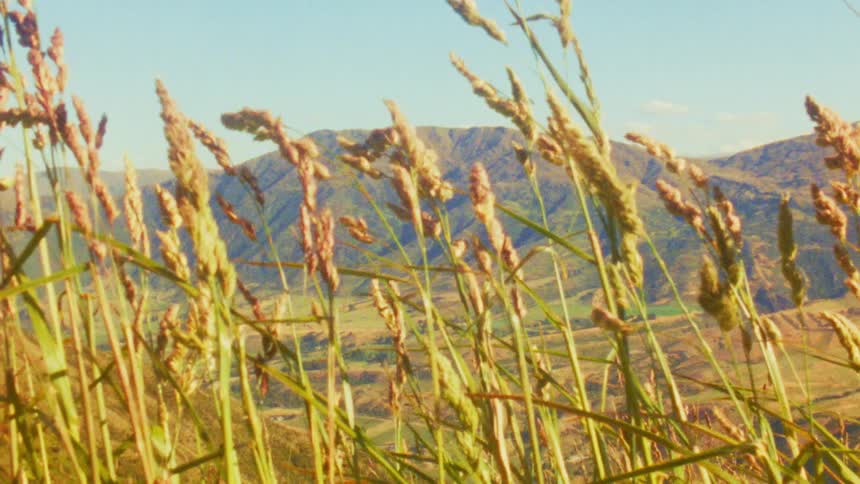 A view of a landscape with grasses
