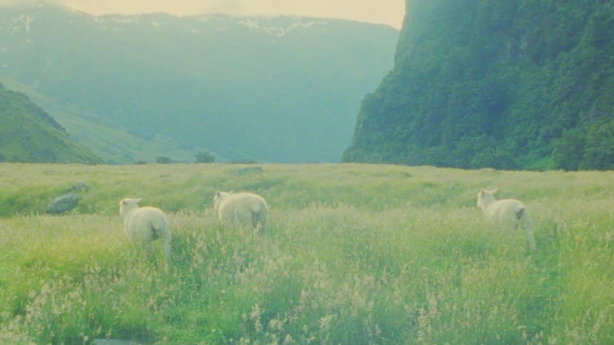 Three sheep wander through a vast grassy meadow nestled between towering green cliffs and distant hazy mountains the footage uses a soft dreamlike color palette that enhances the tranquil and remote feel of the landscape