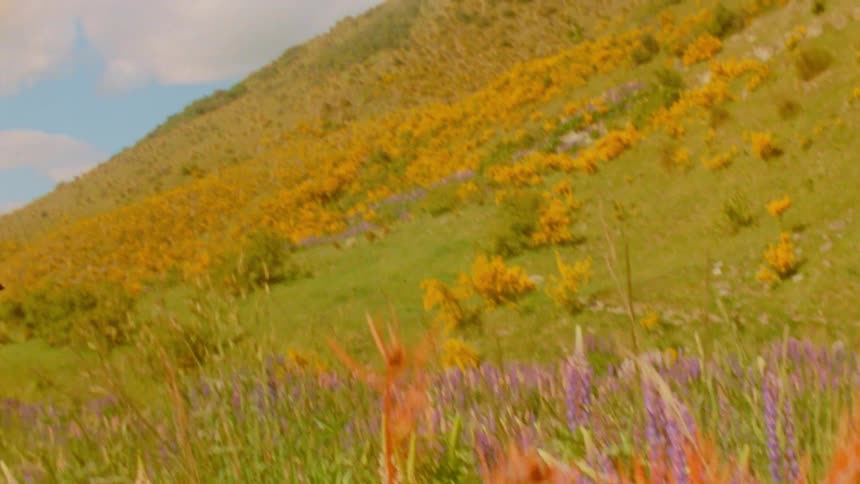 A hill covered in green vegetation with plants and flowers blooming at midday