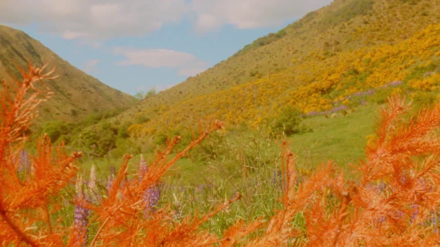 Orange and purple flowers on green hills under a partly cloudy sky