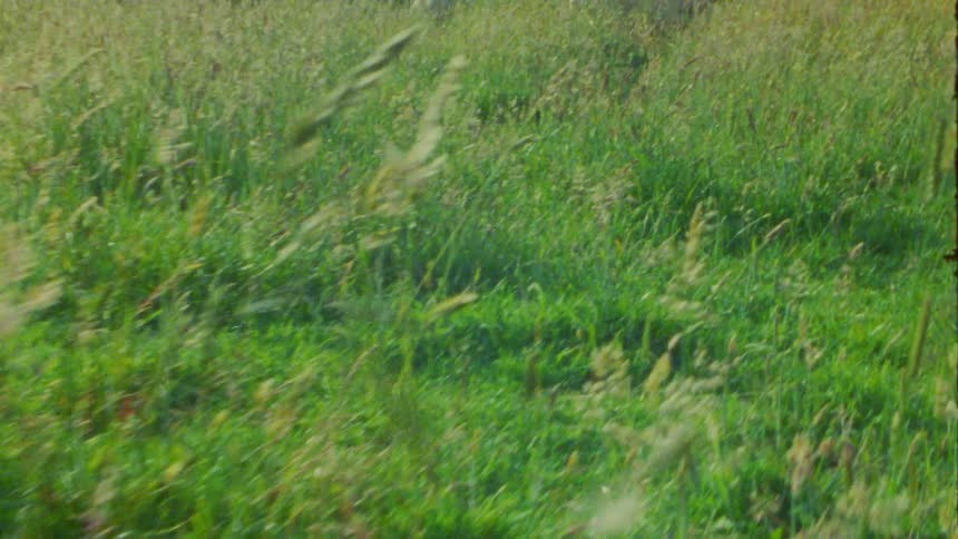 Two sheep walk through a large field of tall green grass during a sunny day