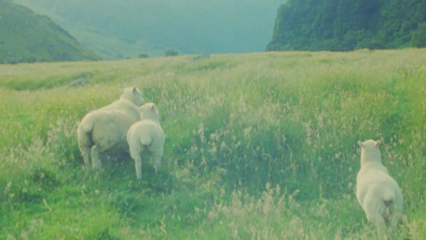 Sheep walking on a field next to a valley outdoors during day time