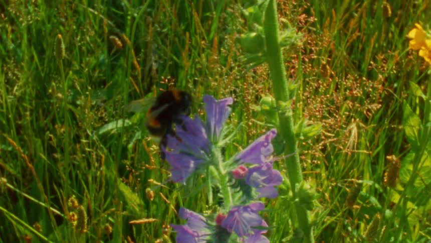 A bumblebee flies around and lands on purple wildflowers in a sunny green field during the day