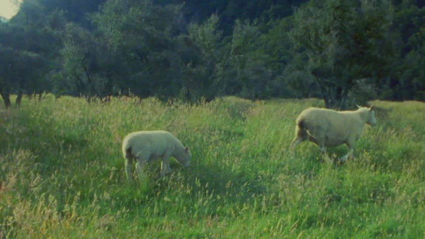 Sheep and lamb walk through a field with tall grass