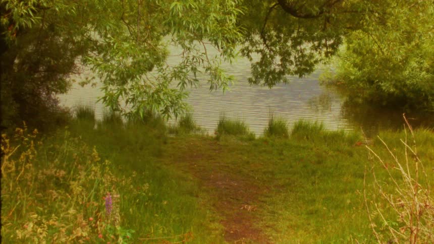 A calm lake shore with lush green trees and overgrown grassy banks