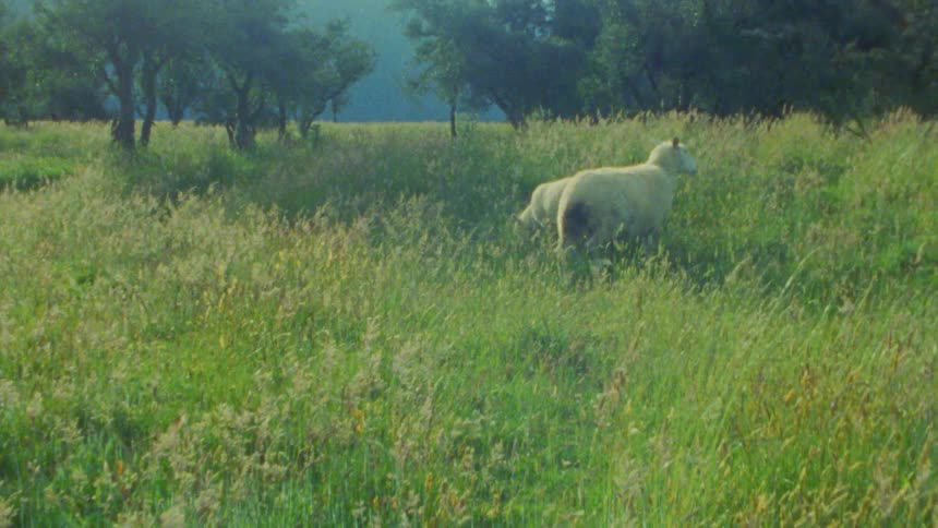 A couple of sheep wander through a lush sundrenched field filled with tall grass and wildflowers the camera follows them as they move toward a line of trees in the distance capturing a peaceful moment in the countryside