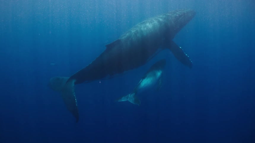 A large humpback whale and a smaller calf swim together through deep blue water as rays of light filter down from the surface