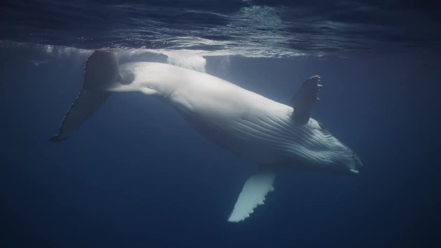 Large humpback whale gracefully swims underwater near the ocean surface moving slowly