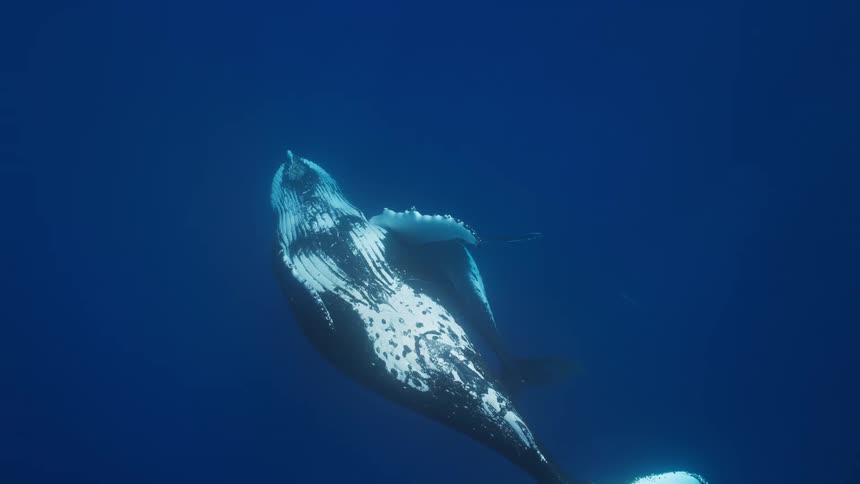 The large whale swims underwater