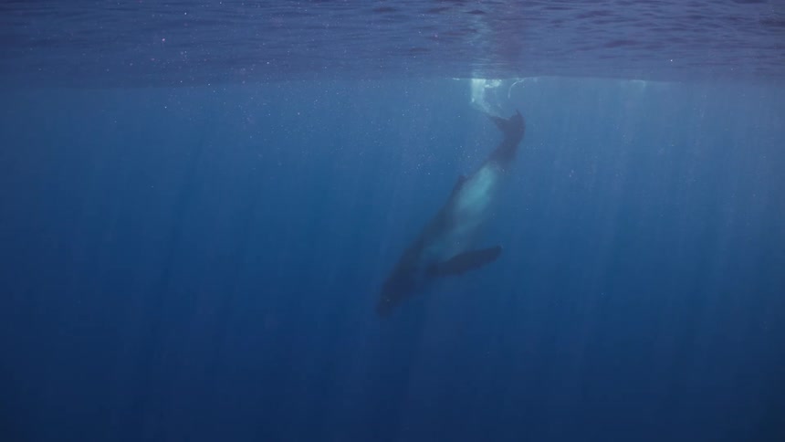 Whale swims deeper through water lit by rays of sunlight