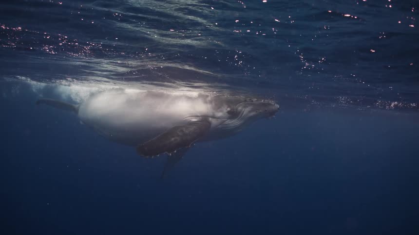 Whale floats underwater near the surface during the daytime