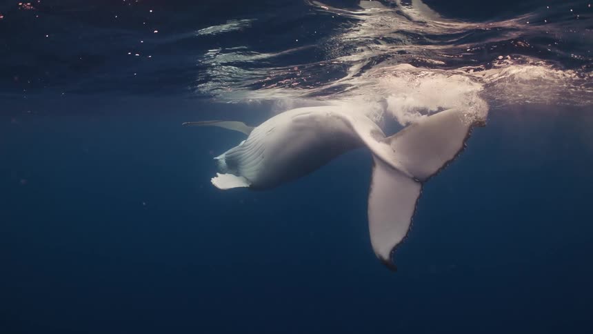 A humpback whale calf dives gracefully under the blue ocean surface