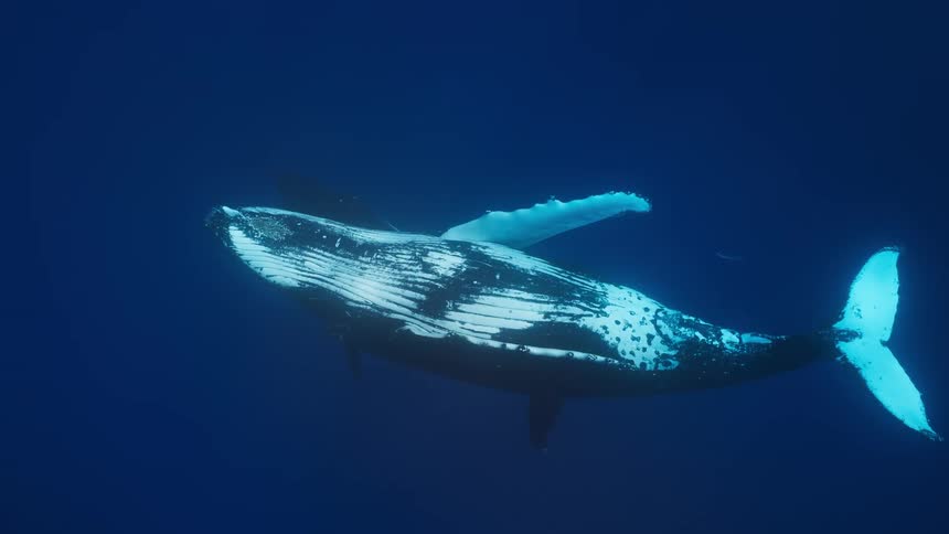 A blue whale swimming in the ocean