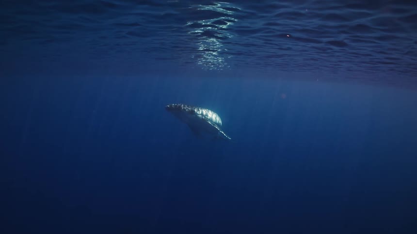 Marine animal swims beneath the deep blue water surface with light reflection above