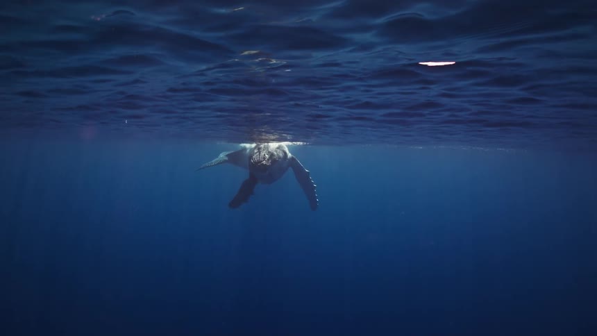 A majestic humpback whale gracefully swims just beneath the ocean surface