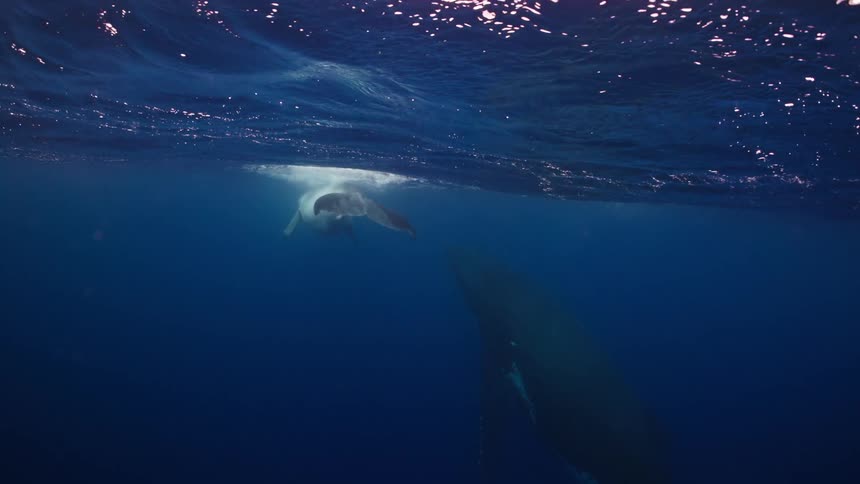 An underwater view shows a large white humpback whale swimming slowly through deep blue water while sunlight ripples on the surface above
