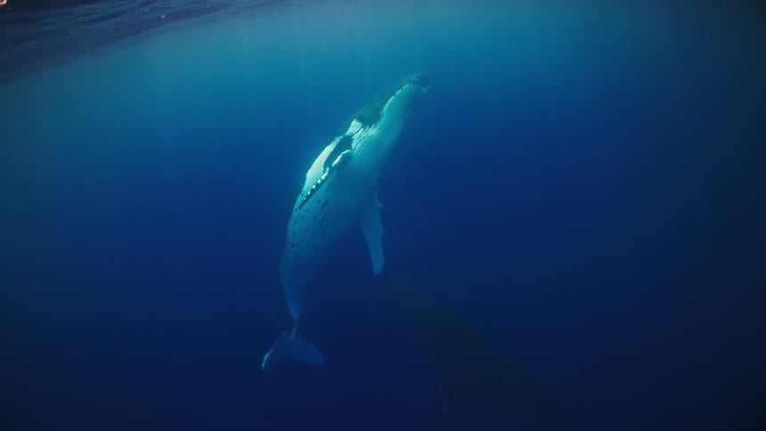 Whale swimming towards the ocean surface