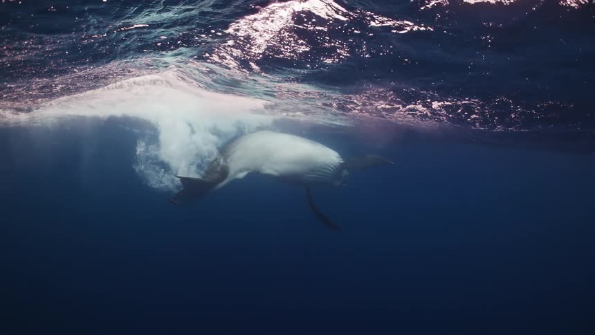 A whale swimming in the ocean