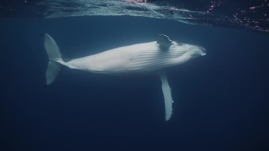 An underwater view shows a large white humpback whale swimming slowly through deep blue water while sunlight ripples on the surface above