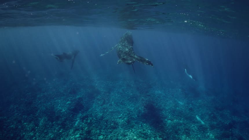 Whale swims over the seabed accompanied by other marine animals